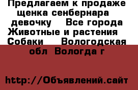 Предлагаем к продаже щенка сенбернара - девочку. - Все города Животные и растения » Собаки   . Вологодская обл.,Вологда г.